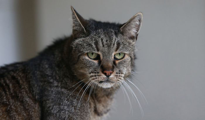 Meet the 31-year-old cat who still has many lives to live - The Oldest Cat